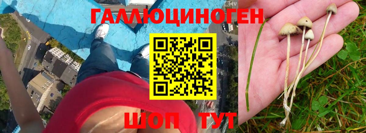 Галлюциногенные грибы Cubensis Губаха
